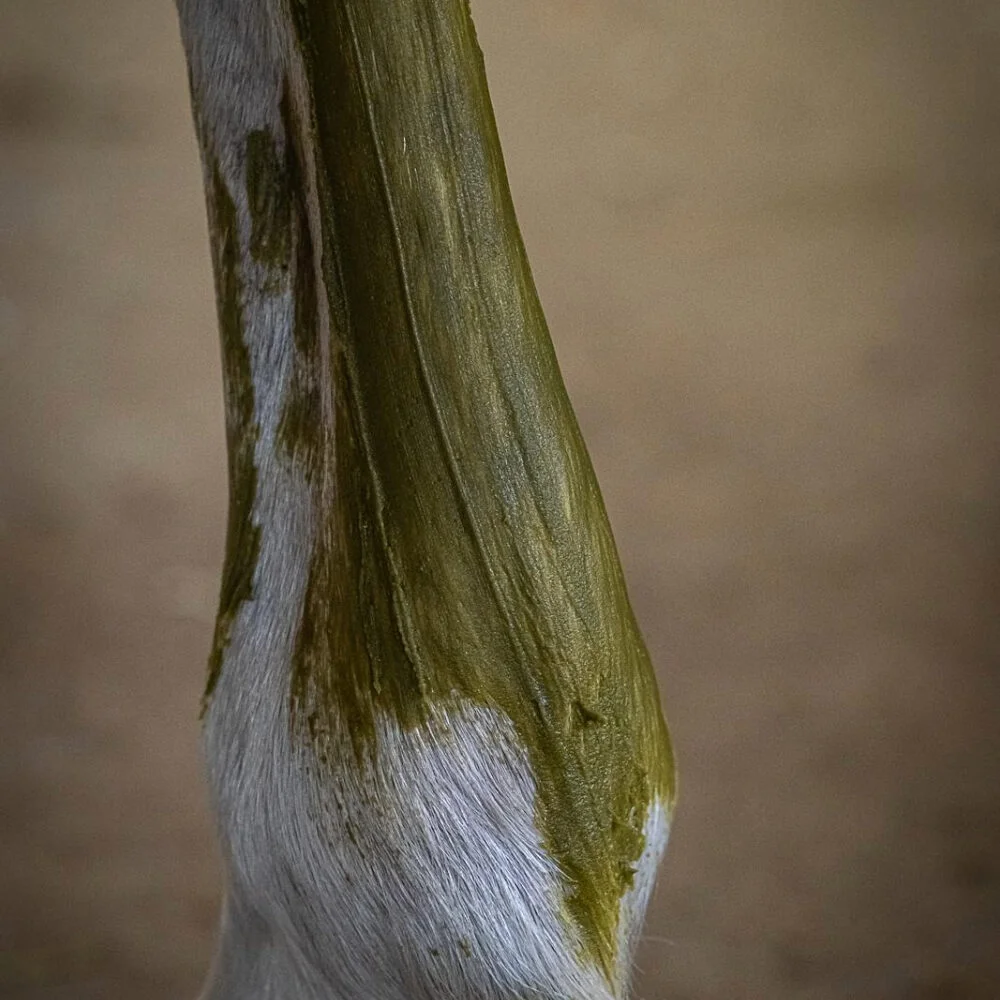 Cryotendons  KELPY Soin refroidissant tendons et articulations équin